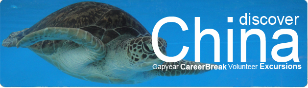 sea turtle conservation sea turtle conservation