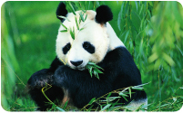 2 Week Panda Project